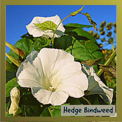 Hedge Bindweed